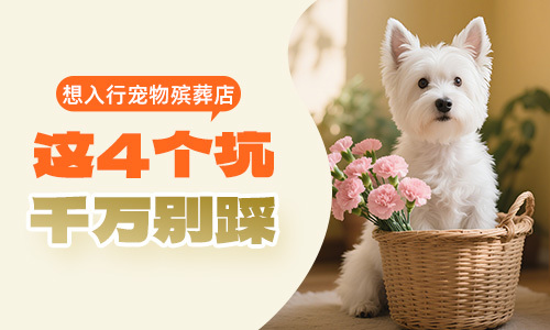 想入行宠物殡葬店，这 4 个坑千万别踩！