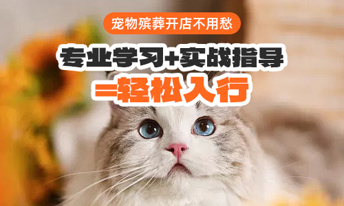 宠物殡葬开店指南，专业学习+实战指导=轻松入行