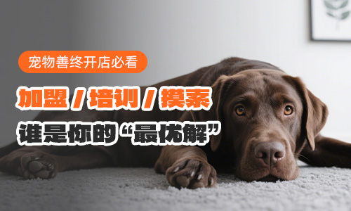 宠物殡葬创业选择：加盟/培训/摸索？谁是你的最优解？