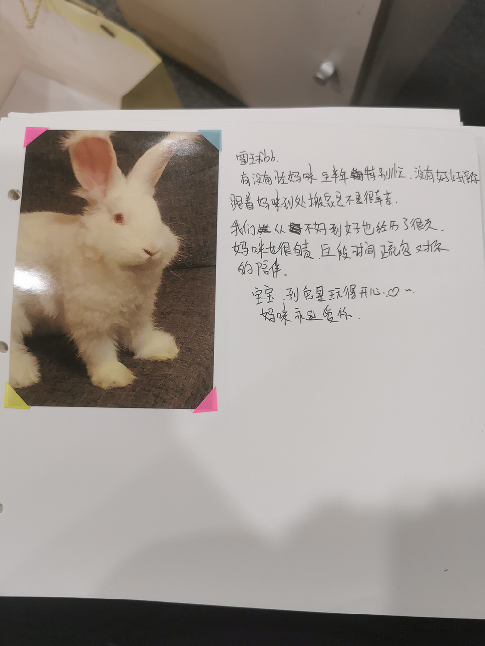兔子1000像素.jpg