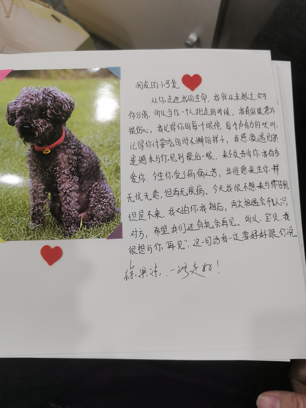 泰迪1000像素.jpg